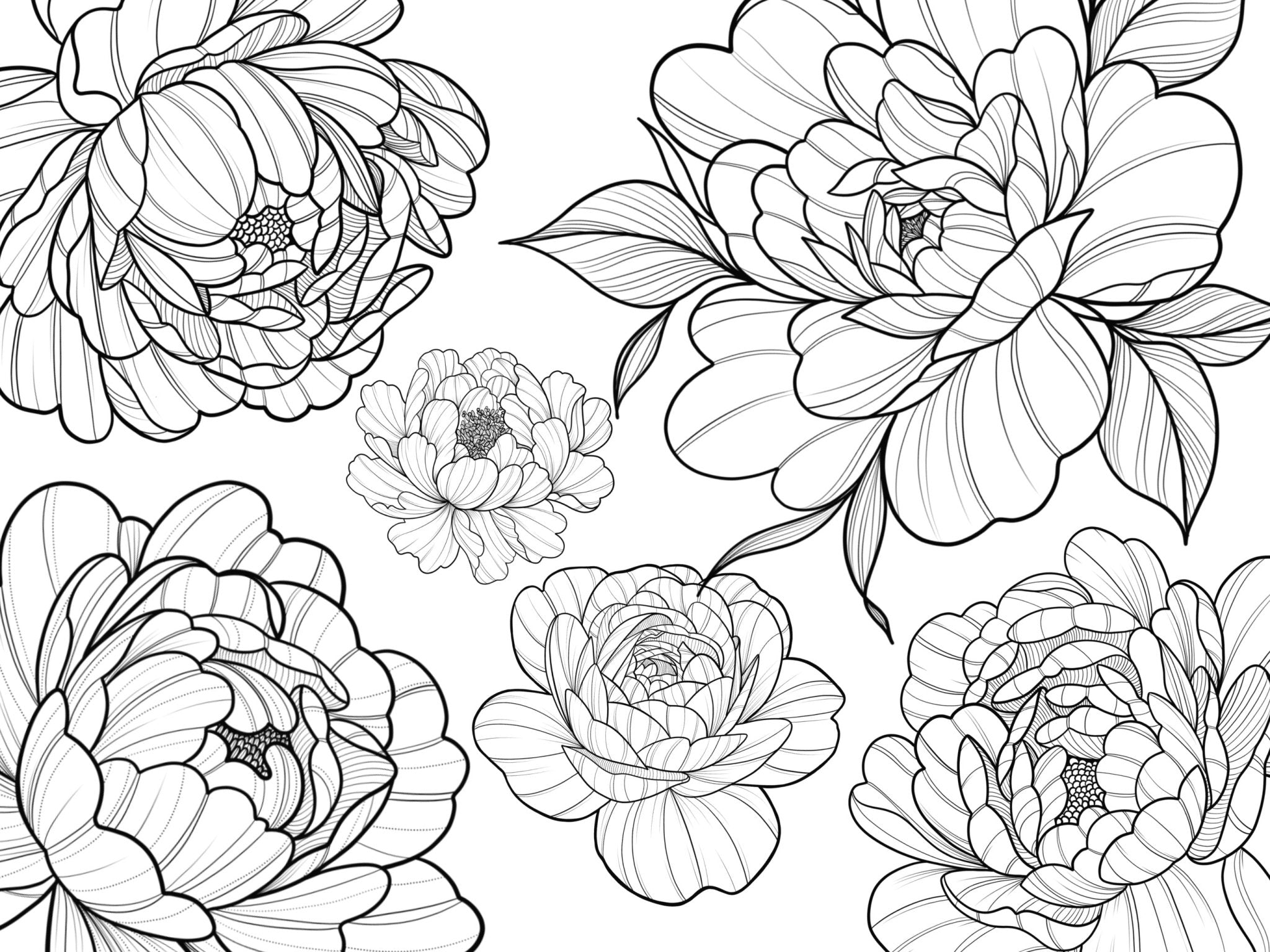 Peonies Procreate BrushSets collection for iPad & iPad Pro – Brushestock