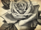52 Black and Grey Roses Chicano Tattoo and Stencils Procreate Brushes for iPad and iPad pro by Brushestock