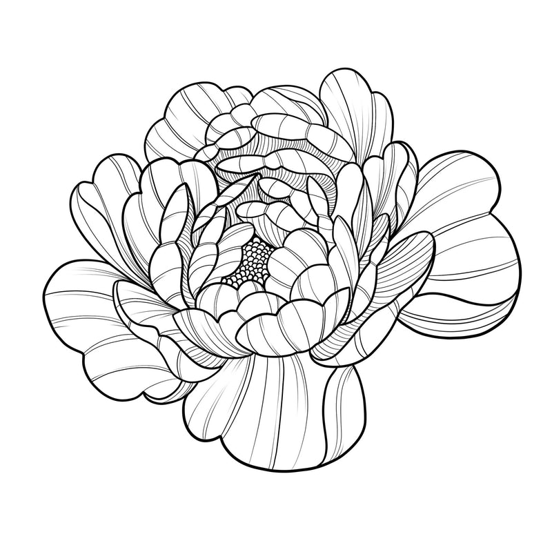 36 Peony Tattoo Procreate brushes for iPAd and iPAd pro by Brushesctock